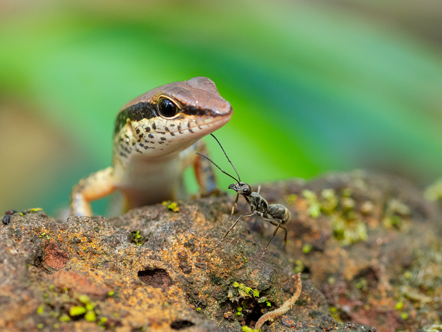 Photo of a lizard eyeing an ant