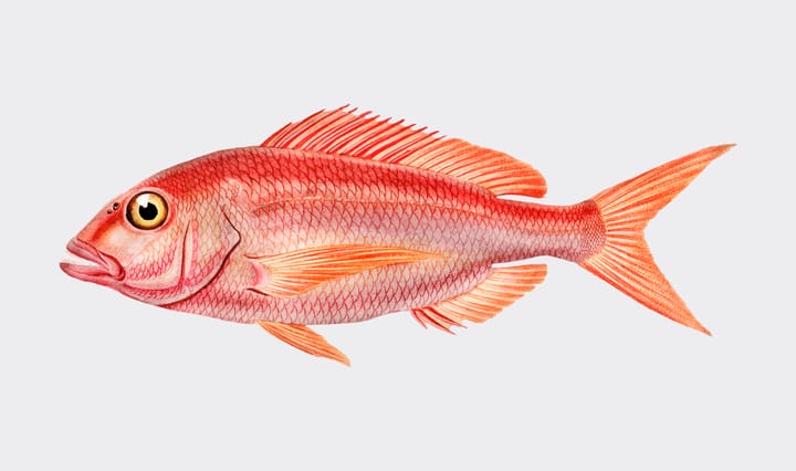 Image of Red Herring